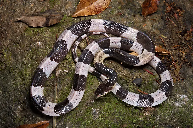 Blauer Krait